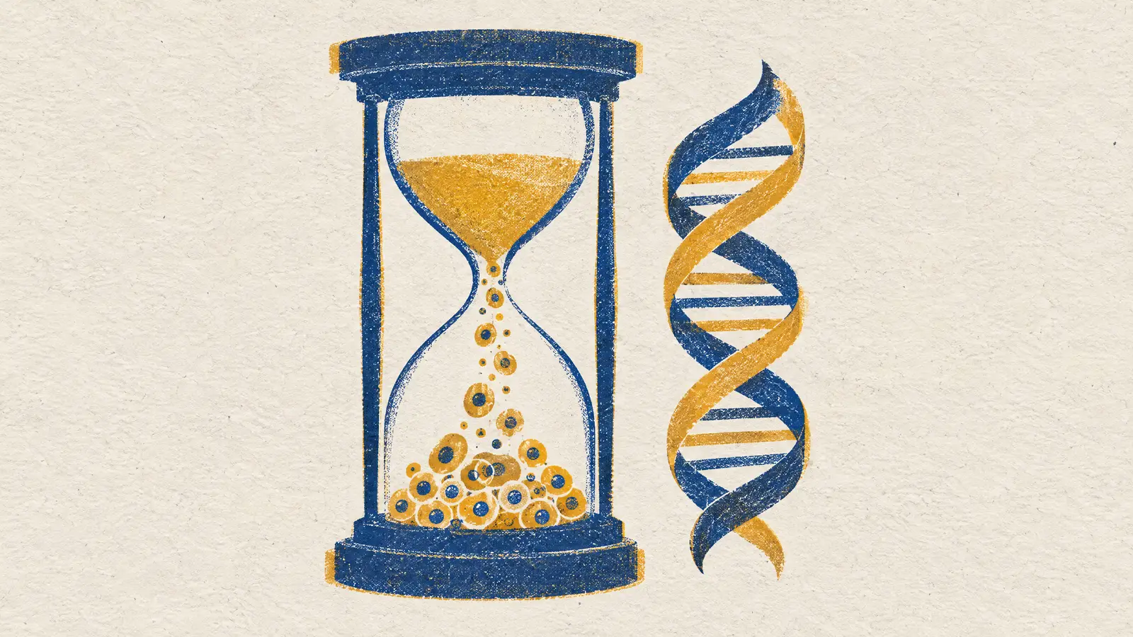 Kumu hücrelere dönüşen kum saati ve DNA şeridi; iki renkli baskı illüstrasyon.